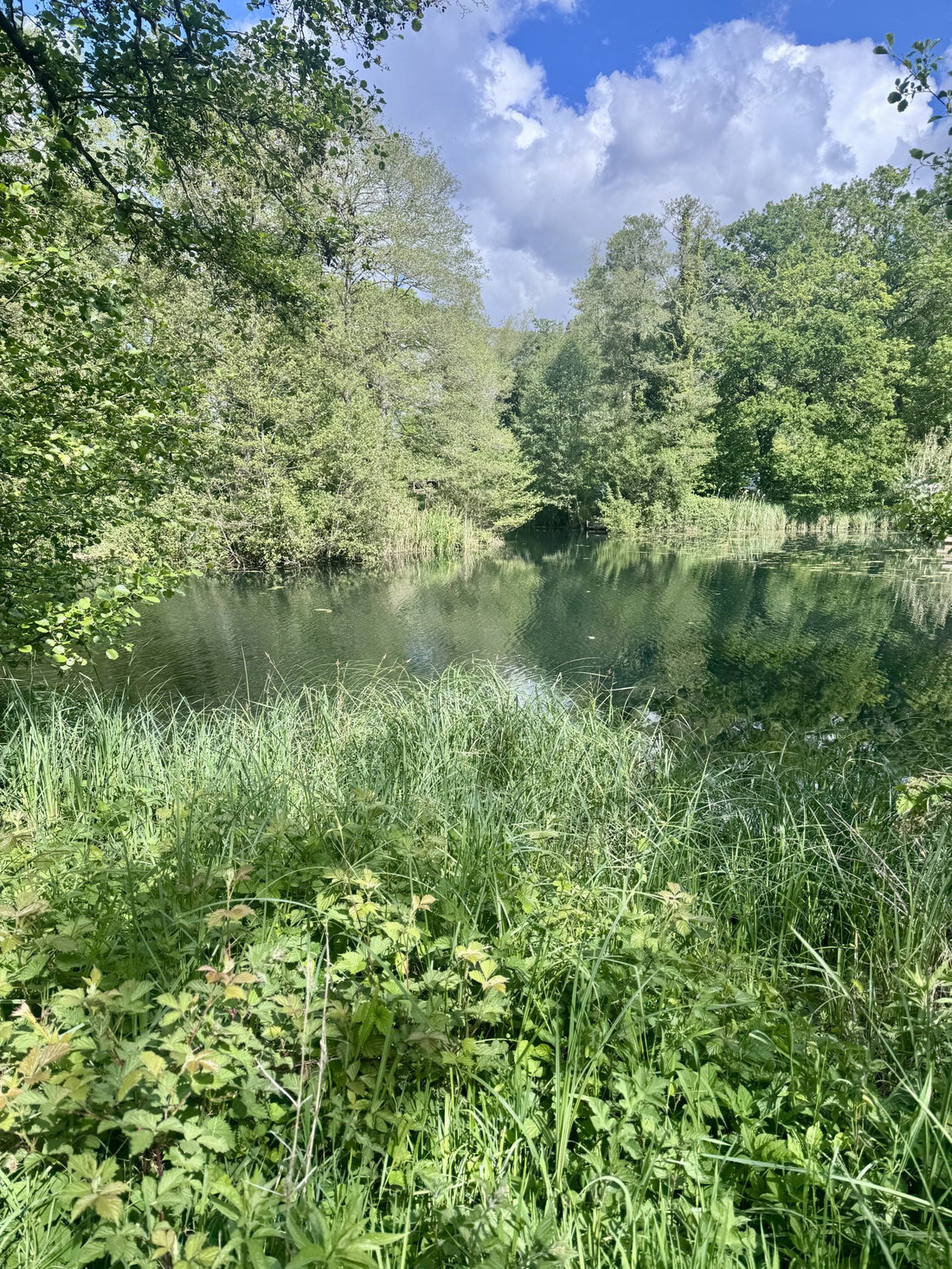 My First Wild Swim with the Nutty Mermaids