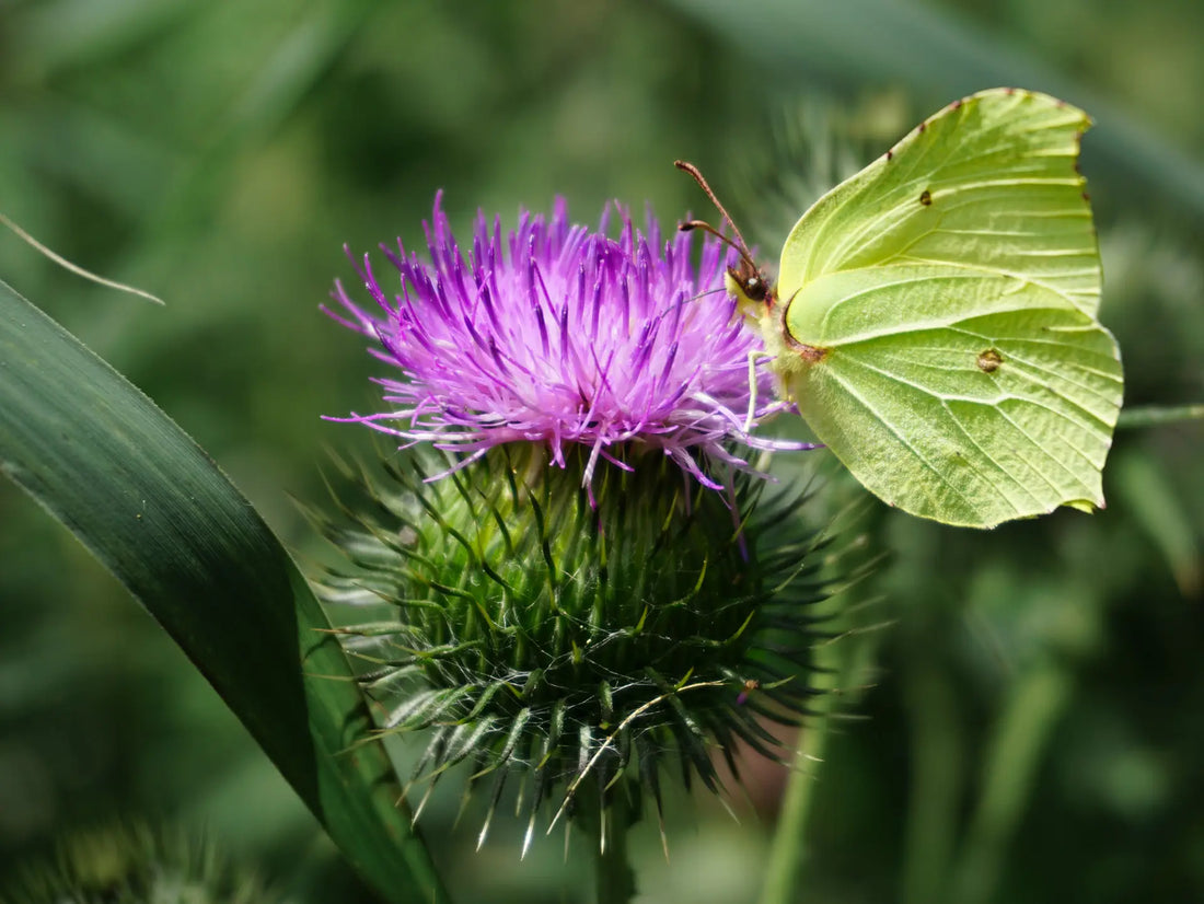 Discover Wild Minder: Art with a Message from Nature